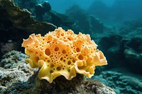 Underwater photo of sea sponge animal outdoors nature.