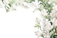 White freesia flowers border blossom plant petal.