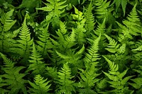 Fern leaves backgrounds plant tranquility.