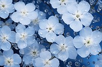 Gypsophila flowers backgrounds outdoors blossom.