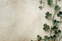 Clover backgrounds plant leaf.