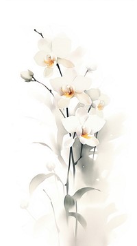 Orchid flowers blossom plant white.