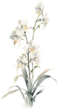 Orchid flowers blossom plant white.