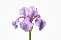 Iris flower blossom petal.