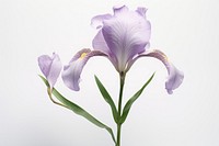 Iris blossom flower petal.