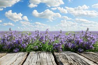 Lavender field background landscape outdoors blossom.