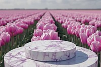 Tulip fields background outdoors blossom flower.