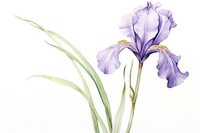 Iris flower blossom petal plant. AI generated Image by rawpixel.