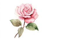 Pink rose blossom flower plant inflorescence. AI generated Image by rawpixel.