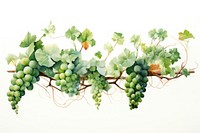 Clean vine nature grapes plant.