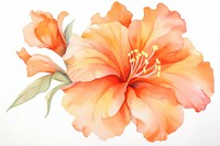 Orange flower hibiscus petal plant.