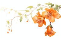 Orange flower plant petal freshness.