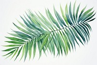 Palm leaves plant leaf tree.