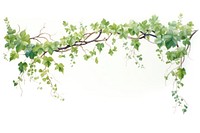 Vine plant leaf ivy.
