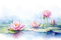 Water lily blossom flower plant.