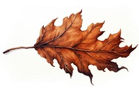 Burnt leaf plant tree white background. AI generated Image by rawpixel.