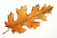 Oak leaf plant tree white background. AI generated Image by rawpixel.