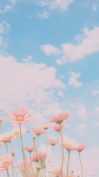 Aesthetic pink pastel flower and large pink blue sky landscape wallpaper outdoors blossom nature.