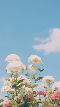 Aesthetic white flower and large pink blue sky landscape wallpaper outdoors blossom nature.