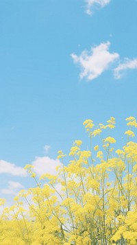 Aesthetic yellow flower garden and blue sky landscape wallpaper outdoors blossom nature.