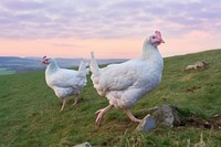 Two free-range chickens at sunrise poultry animal bird. AI generated Image by rawpixel.
