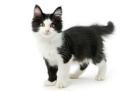 Black and white crossbreed cat standing mammal animal kitten.