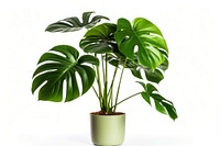 Philodendron plant leaf white background.