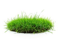 The lawn was cut into a circle grass plant white background.