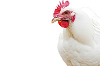 Farm animal chicken poultry white. AI generated Image by rawpixel.