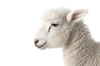 Farm animal livestock mammal sheep. AI generated Image by rawpixel.