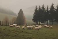 Farm animal grassland livestock outdoors. AI generated Image by rawpixel.