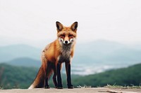 Fox on the mountain wildlife animal mammal. AI generated Image by rawpixel.