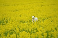 Lamb in field with buttercups agriculture grassland livestock. 