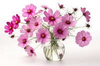 Pink cosmos flowers in a floral arrangement blossom petal plant. AI generated Image by rawpixel.