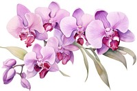 Orchid flower plant inflorescence freshness. AI generated Image by rawpixel.