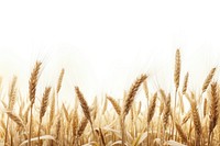 Wheat landscape wheat agriculture backgrounds.