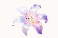 A lily blossom flower petal.