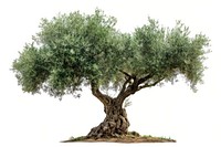 Olive tree plant tranquility vegetation.