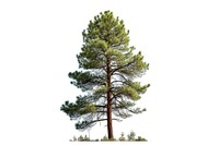 Pine tree plant fir tranquility.