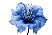 A Blue flower petal plant blue.