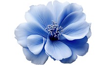A Blue flower blossom petal plant.