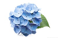 A Blue hydrangea flower petal plant.