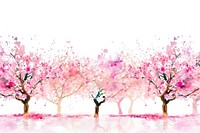 Blooming cherry blossom trees nature outdoors flower.
