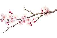 Blooming cherry blossom flower nature plant white.