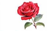 Blooming red rose flower nature plant white background.