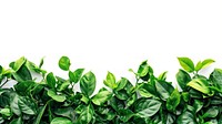 Green leaves backgrounds vegetable spinach.