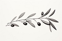 Black and white olive branch hand drawn drawing.