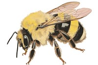 Illustratio the 1970s of bee animal insect hornet.