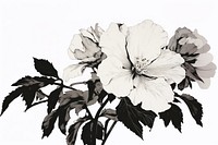 Illustratio the 1970s of tropical flower hibiscus blossom drawing.