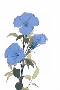 Illustration of a Allamanda blue drawing flower sketch.